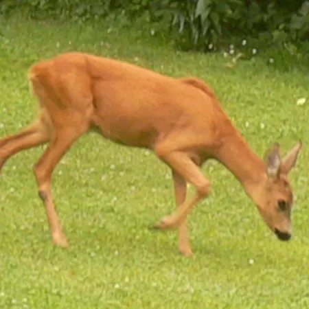 Nostalgie Ehrenhausen