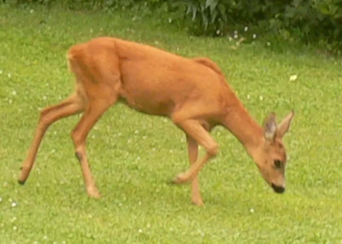 Nostalgie إيهرينهاوزين