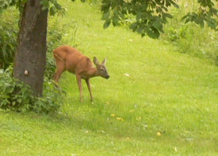 Nostalgie إيهرينهاوزين